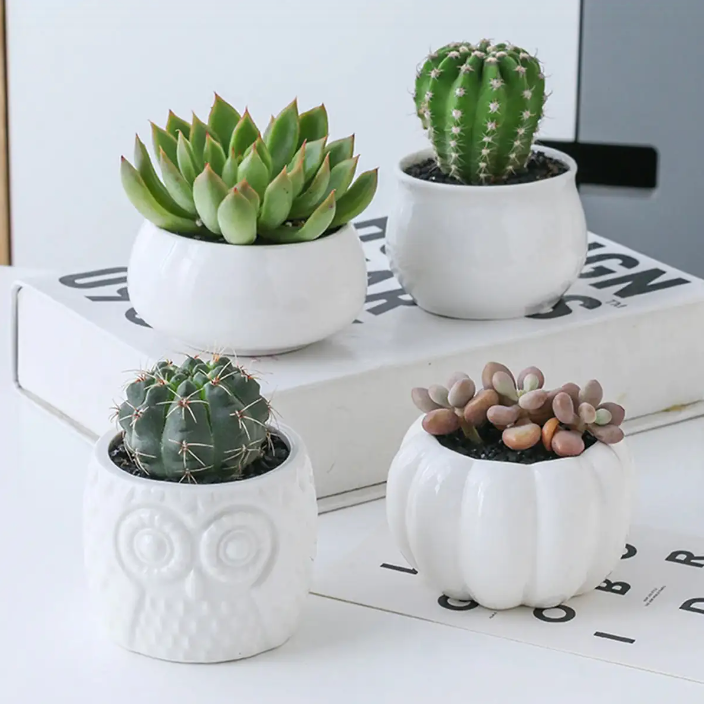 Bamboo Shelf with Removable Succulent Pots